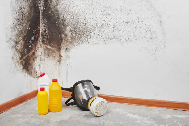 Best Same-Day Mold Removal  in Inman, KS