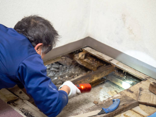 Best Commercial Mold Removal  in Inman, KS