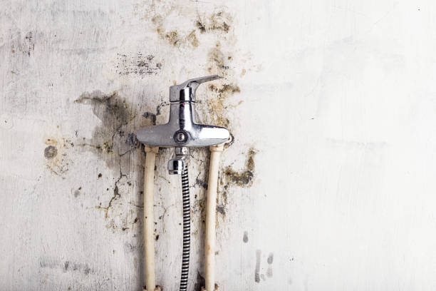 Best Professional Mold Removal  in Inman, KS