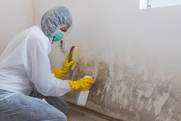 Trusted Inman, KS Mold Removal Experts