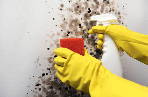 Best Water Damage Restoration  in Inman, KS