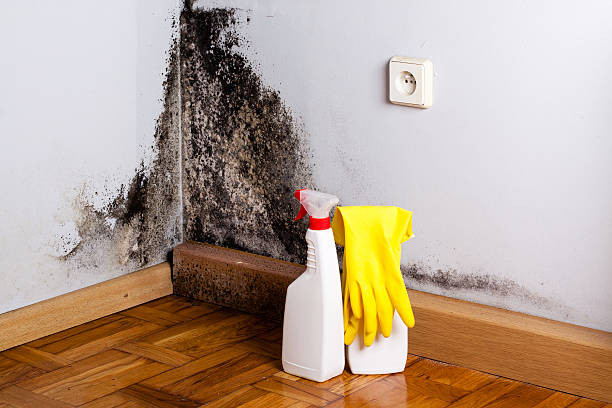 Best Mold Testing  in Inman, KS