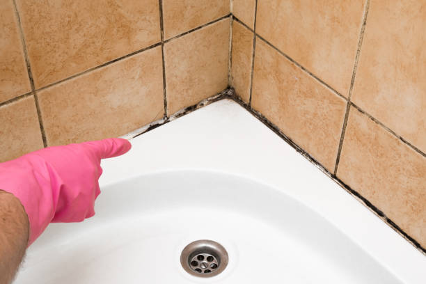 Best Best Mold Removal Companies  in Inman, KS